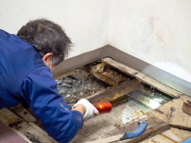 Best Attic Mold Removal  in Martinsville, NJ