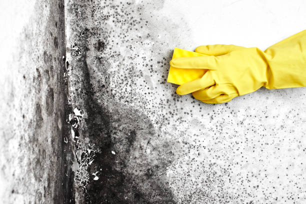 Best Crawl Space Mold Removal  in Martinsville, NJ