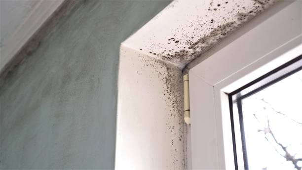 Mold Removal and Inspection in Martinsville, NJ