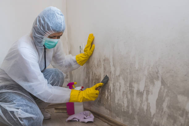 Best Mold Removal Specialists  in Martinsville, NJ