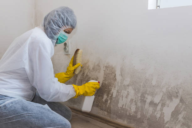 Best Certified Mold Removal  in Martinsville, NJ