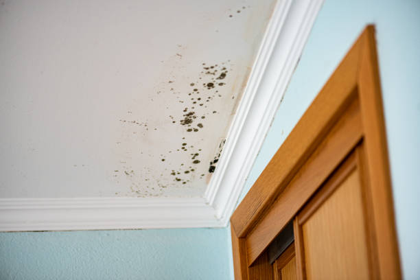 Attic Mold Removal in Martinsville, NJ
