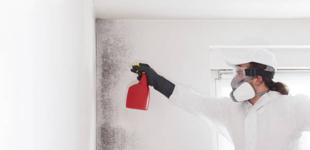 Home Mold Removal in Martinsville, NJ