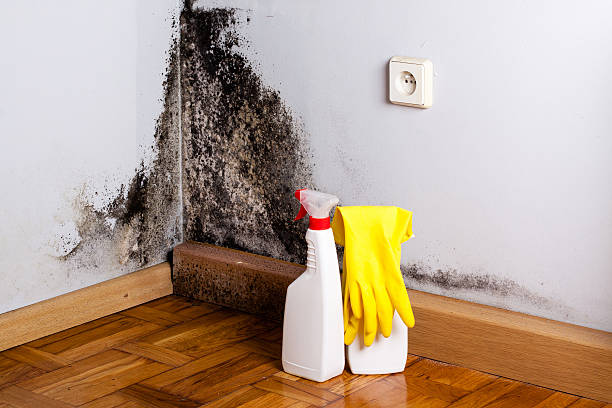 Best Mold Damage Repair  in Martinsville, NJ