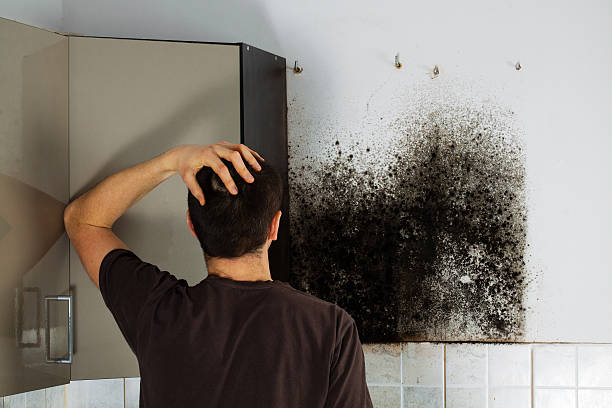 Best Black Mold Removal  in Martinsville, NJ