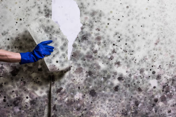  Martinsville, NJ Mold Removal Pros