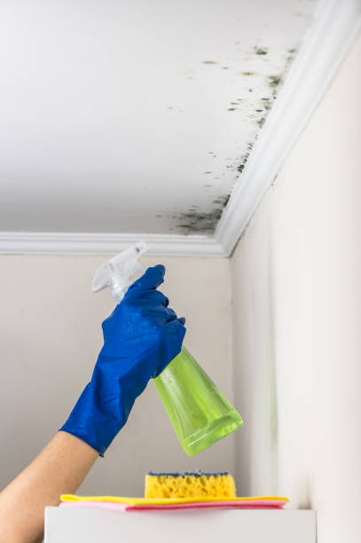 Best Same-Day Mold Removal  in Martinsville, NJ